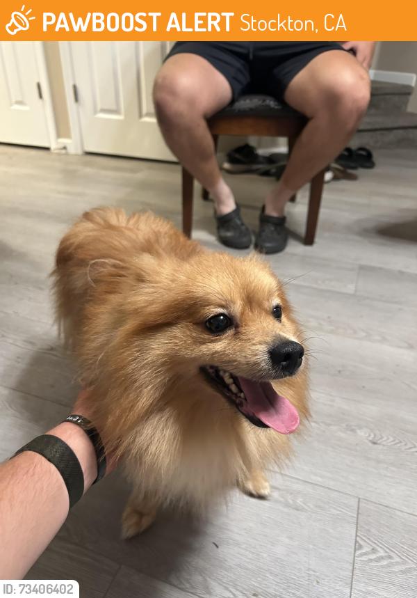 Found/Stray Male Dog last seen River Walk Community, Stockton, CA 95204