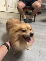 Found/Stray Male Dog last seen River Walk Community, Stockton, CA 95204