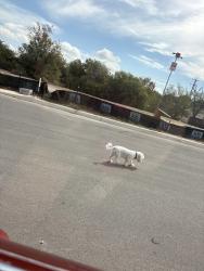 Lost Unknown Dog last seen Aguayo rd, San Antonio, TX 78222