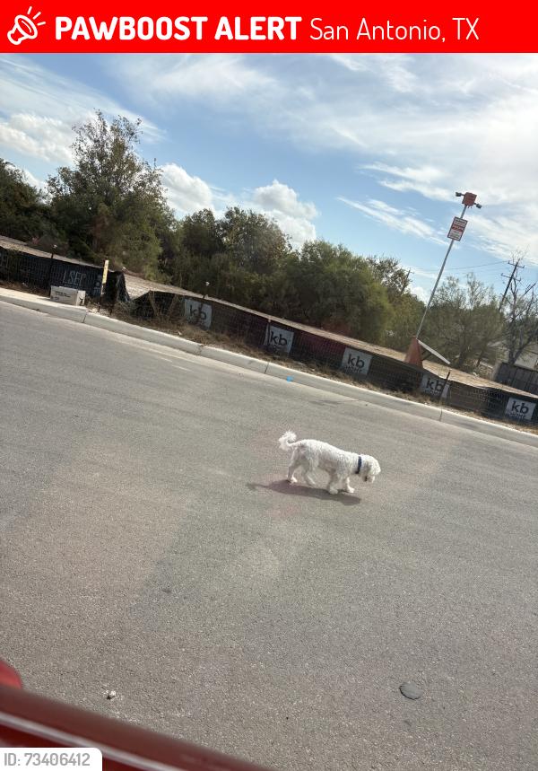 Lost Unknown Dog last seen Aguayo rd, San Antonio, TX 78222