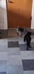 Reunited Male Cat last seen 49th Ave SW and Lander/Admiral, Seattle, WA 98126