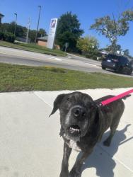 Lost Male Dog last seen ACADIANA DR, 2180–2698 McIver Rd, Parkton, NC 28371