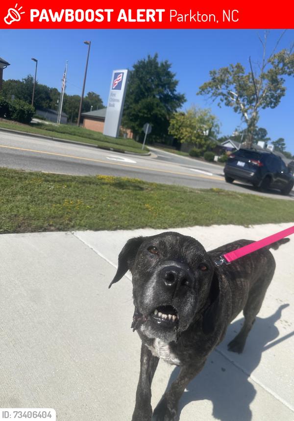 Lost Male Dog last seen ACADIANA DR, 2180–2698 McIver Rd, Parkton, NC 28371
