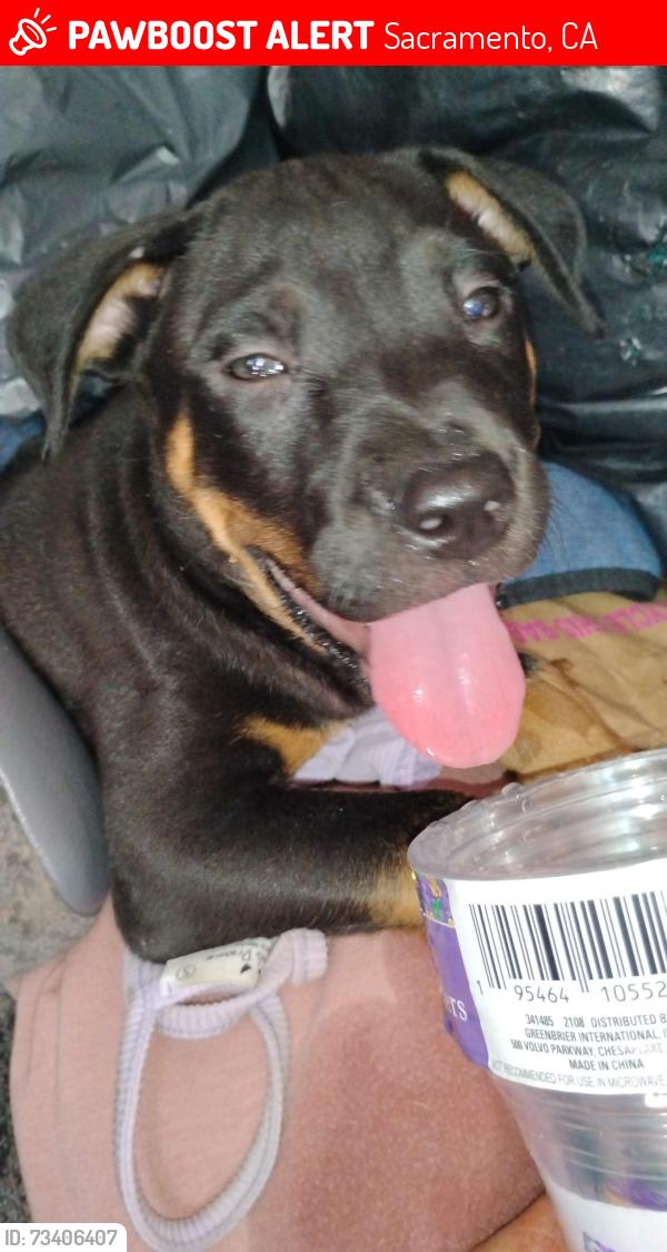 Lost Male Dog last seen Meadowview, Sacramento, CA 95831