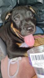 Lost Male Dog last seen Meadowview, Sacramento, CA 95831