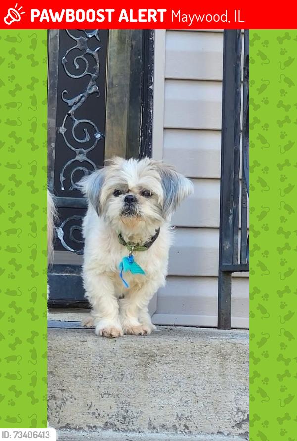 Lost Male Dog last seen My camera looked like he was going toward the eway, Maywood, IL 60153