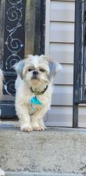 Lost Male Dog last seen My camera looked like he was going toward the eway, Maywood, IL 60153