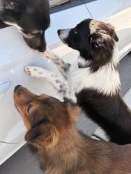 Found/Stray Unknown Dog last seen 67th ave & Broadway, Phoenix, AZ 85043