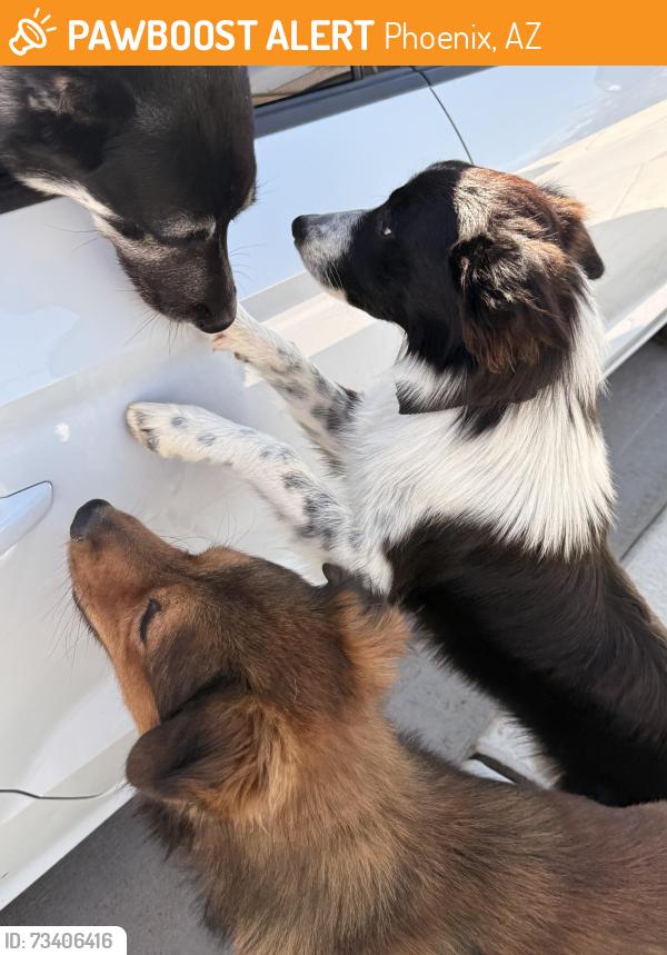 Found/Stray Unknown Dog last seen 67th ave & Broadway, Phoenix, AZ 85043