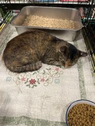 Found/Stray Female Cat last seen Roseville / crooks like, Roseville, OH 43777