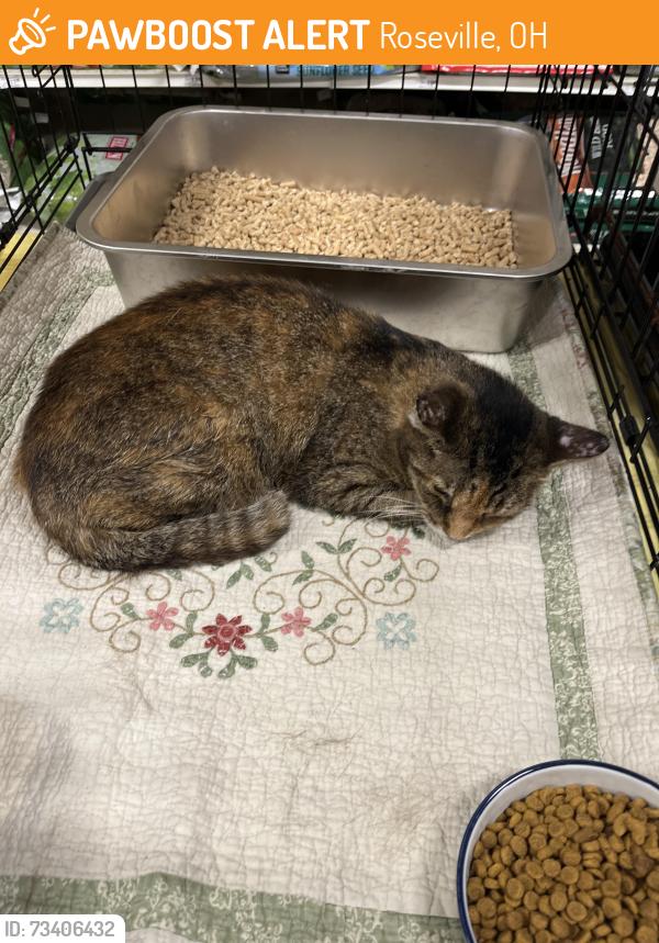 Found/Stray Female Cat last seen Roseville / crooks like, Roseville, OH 43777