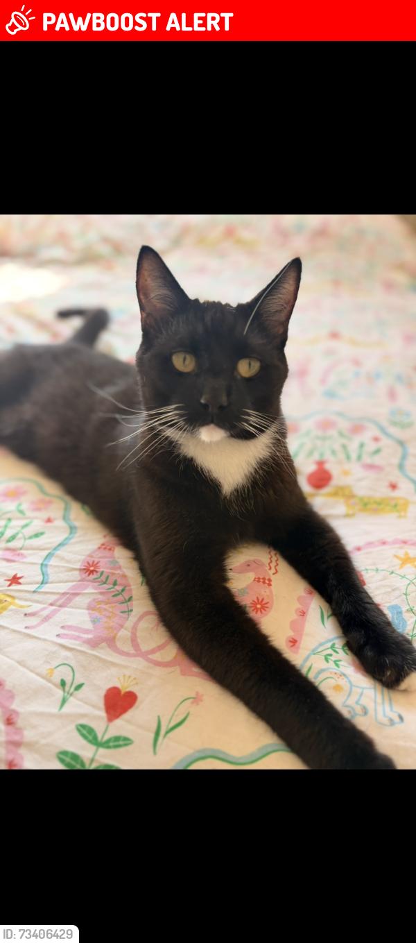 Lost Male Cat last seen Rufforth Garth Bransholme Hull HU7 4RA England, Kingston upon Hull, England HU7 4RA