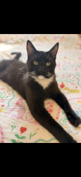 Lost Male Cat last seen Rufforth Garth Bransholme Hull HU7 4RA England, Kingston upon Hull, England HU7 4RA