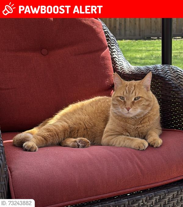 Lost Male Cat last seen Chemong Rd, Peterborough, ON K9H 6H6