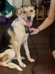 Lost Female Dog last seen Southern and Goodlett, Memphis, TN 38111