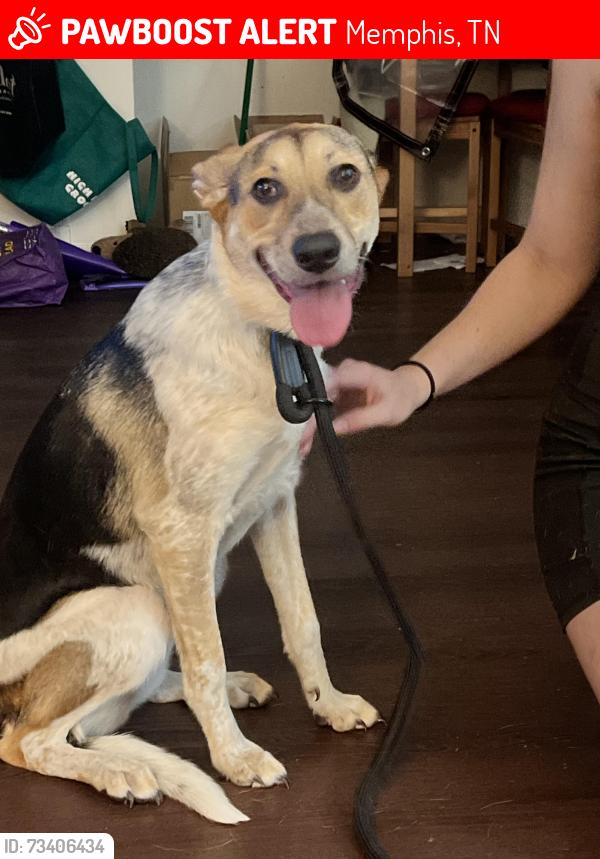 Lost Female Dog last seen Southern and Goodlett, Memphis, TN 38111