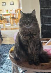 Reunited Male Cat last seen N Leavitt St and W Lyndale St, Chicago, IL 60647