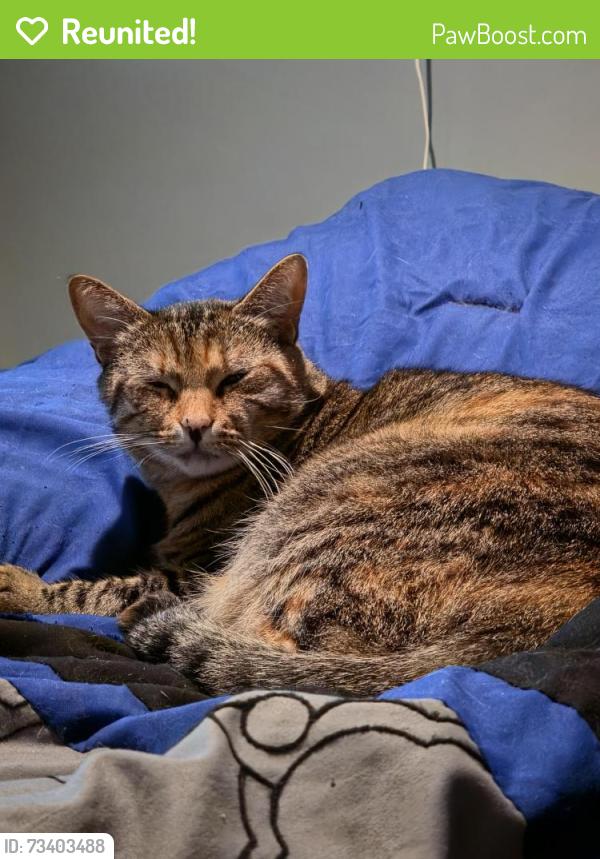 Reunited Female Cat last seen In the woods around Betty Phillips Circle and Copley Drive, Taunton, MA 02780