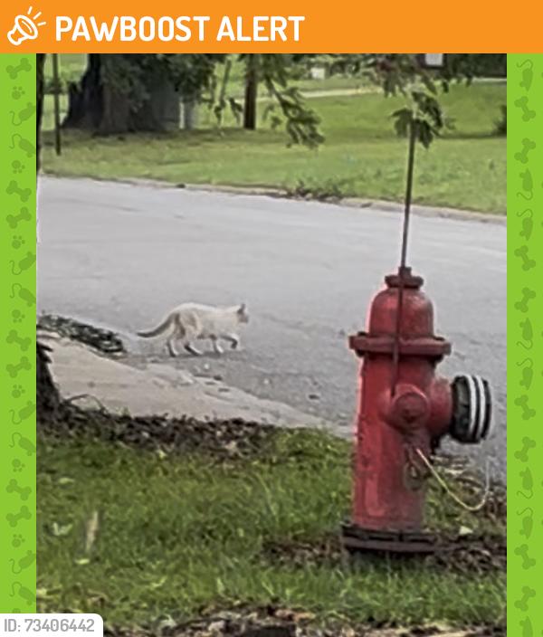 Found/Stray Unknown Cat last seen 85th & Cline Ave, St. John Township, IN 46307