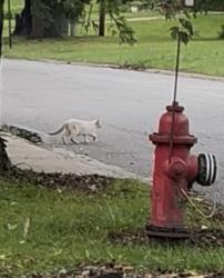 Found/Stray Unknown Cat last seen 85th & Cline Ave, St. John Township, IN 46307