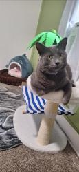Lost Male Cat last seen Near s derry st, Harrisburg, PA 17104