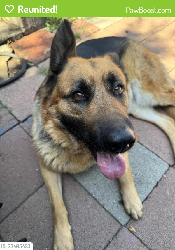 Reunited Female Dog last seen Washington blvd & sunset, Pasadena, CA 91103