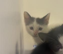 Shelter Stray Male Cat last seen Near Copperleaf Terrace, STATEN ISLAND, NY, 10304, 3139 Veterans Rd W, Staten Island, NY 10309, USA