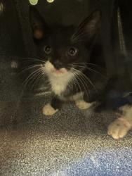 Shelter Stray Female Cat last seen Near Copperleaf Terrace, STATEN ISLAND, NY, 10304, 3139 Veterans Rd W, Staten Island, NY 10309, USA