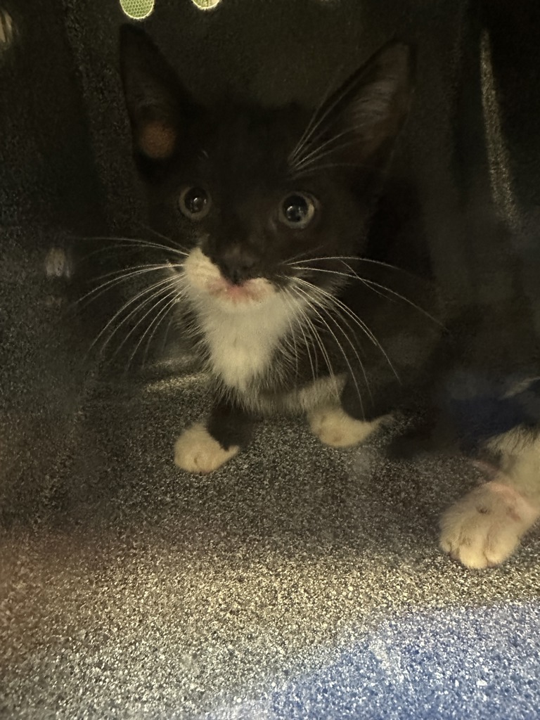 Shelter Stray Female Cat last seen Near Copperleaf Terrace, STATEN ISLAND, NY, 10304, 3139 Veterans Rd W, Staten Island, NY 10309, USA