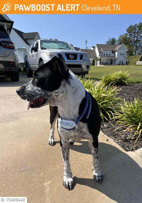 Found/Stray Female Dog last seen Near nd street brookmore sbdv, Cleveland, TN 37312