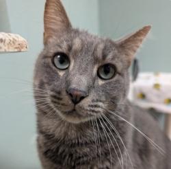 Reunited Male Cat last seen Near Columbia Blvd, Titusville, FL 32780, USA, Titusville, FL 32780