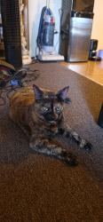 Reunited Female Cat last seen 1st and Madison, Los Angeles, CA 90004