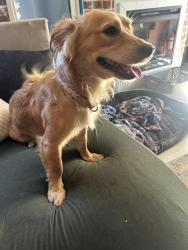 Found/Stray Male Dog last seen Beverly Park, Mesa, AZ 85201
