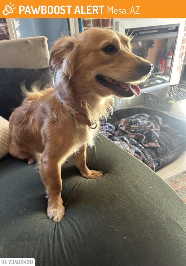 Found/Stray Male Dog last seen Beverly Park, Mesa, AZ 85201