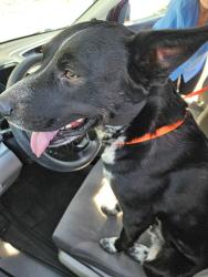 Reunited Male Dog last seen 19th Ave and Thunderbird, Phoenix, AZ 85022
