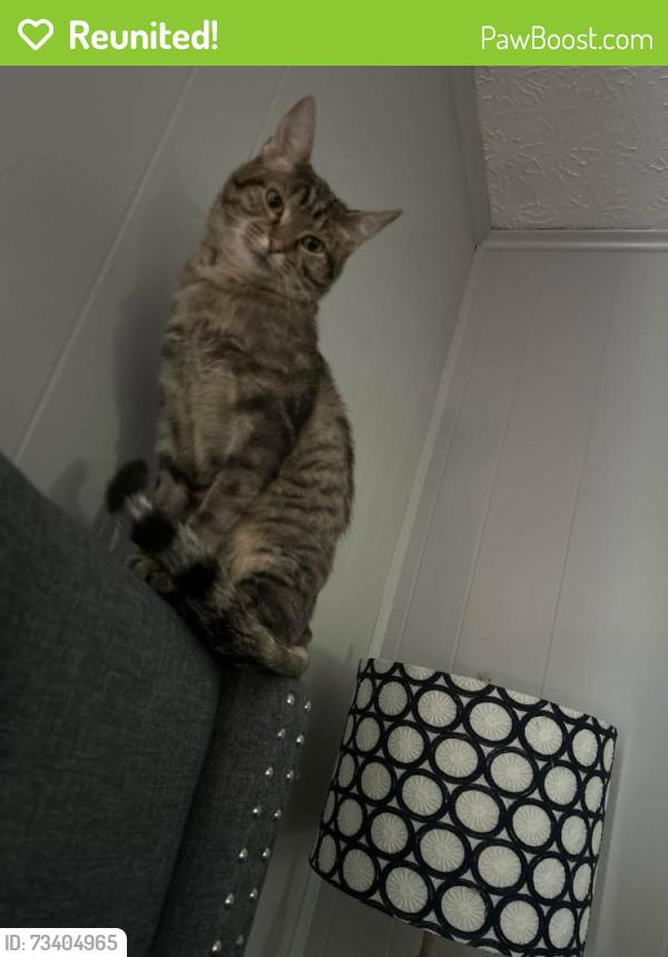 Reunited Female Cat last seen Nails Creek Rd and Keeble Rd, Seymour, TN 37865