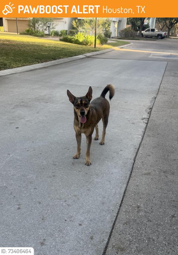 Found/Stray Male Dog last seen Lakes at 610 & Charter Bay Dr, Houston, TX 77054