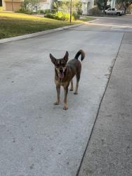 Found/Stray Male Dog last seen Lakes at 610 & Charter Bay Dr, Houston, TX 77054