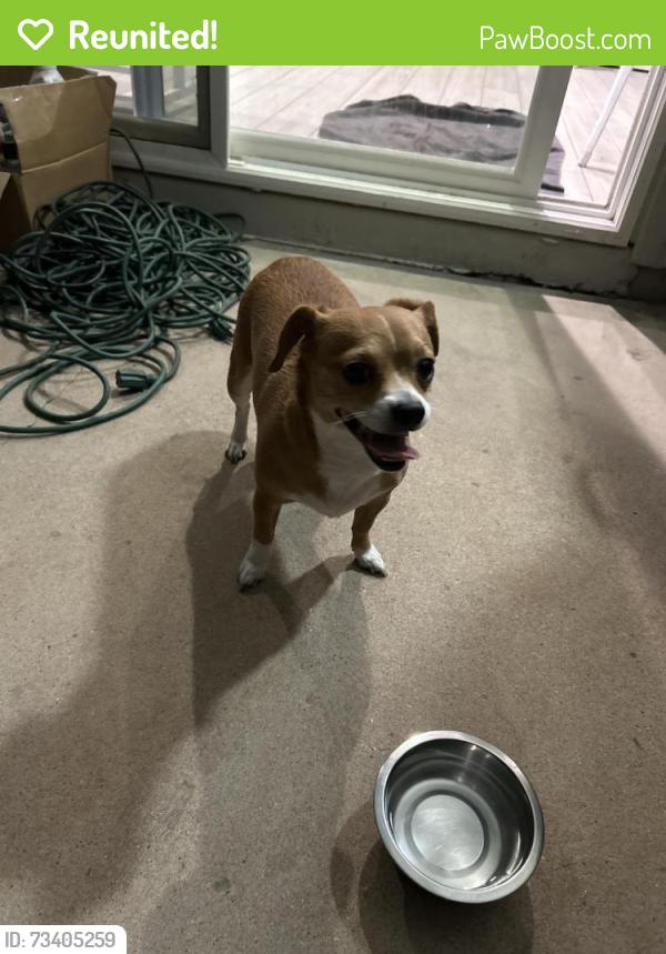 Reunited Female Dog last seen Campo Bello, Phoenix, AZ 85032
