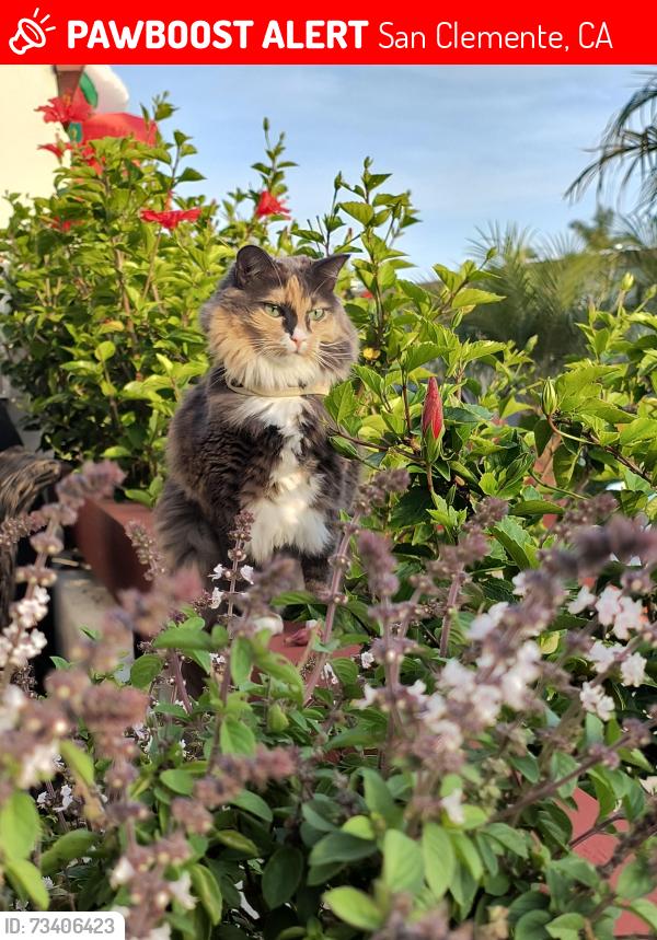 Lost Female Cat last seen Cazador lane and Elena, San Clemente, CA 92672