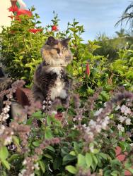 Lost Female Cat last seen Cazador lane and Elena, San Clemente, CA 92672