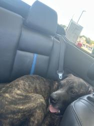 Found/Stray Male Dog last seen 275–299 Secondary Road 1731 Parkton, NC 28371 United States And 72 Acadiana Dr Parkton, NC 28371 United States, Parkton, NC 28371