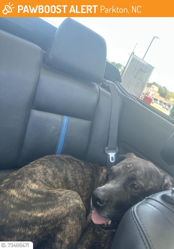 Found/Stray Male Dog last seen 275–299 Secondary Road 1731 Parkton, NC 28371 United States And 72 Acadiana Dr Parkton, NC 28371 United States, Parkton, NC 28371