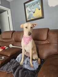 Found/Stray Female Dog last seen Near miraglen st, Houston, TX 77023