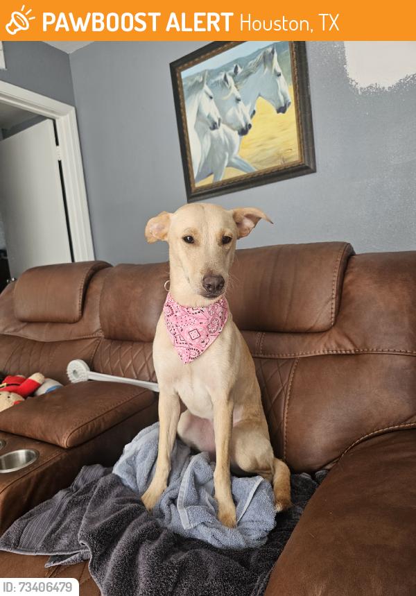 Found/Stray Female Dog last seen Near miraglen st, Houston, TX 77023