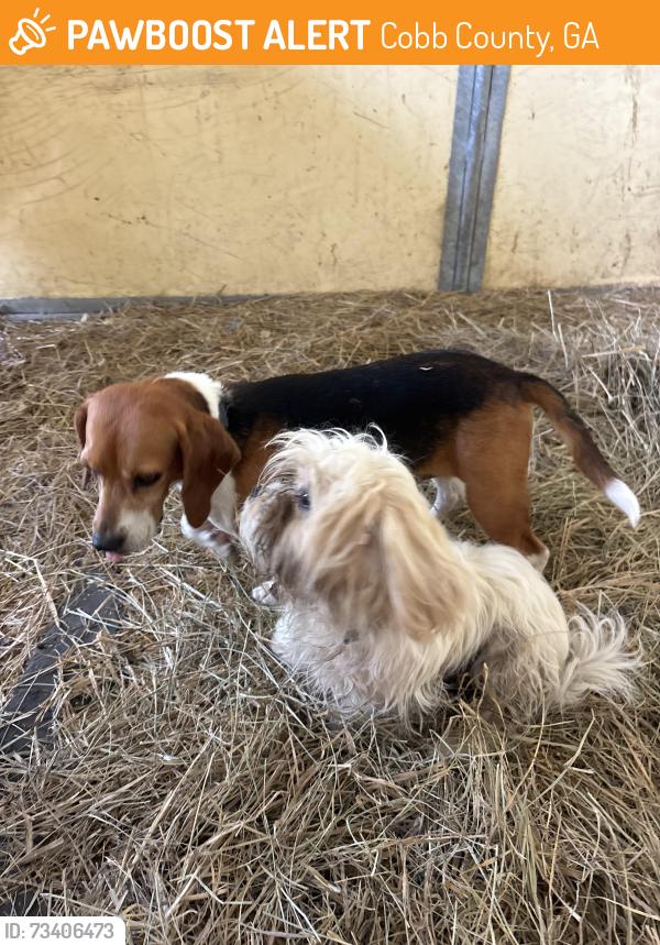 Found/Stray Female Dog last seen Three Birds Farm, Cobb County, GA 30064