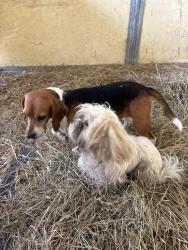 Found/Stray Female Dog last seen Three Birds Farm, Cobb County, GA 30064