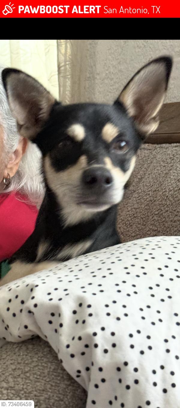 Lost Male Dog last seen Zarzamora and Carroll, San Antonio, TX 78225