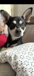 Lost Male Dog last seen Zarzamora and Carroll, San Antonio, TX 78225