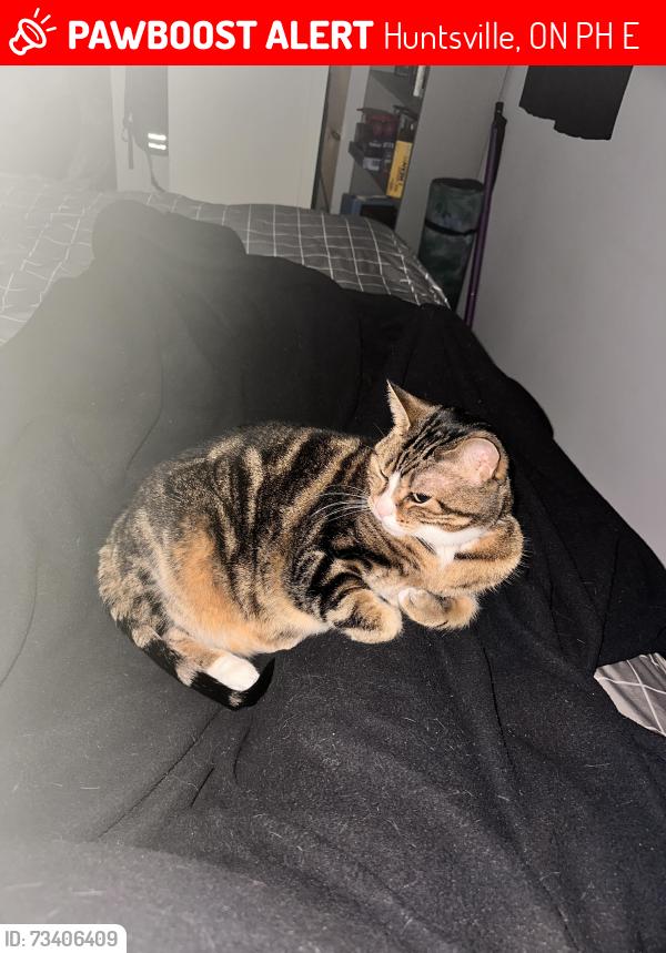 Lost Male Cat last seen Muskoka Rd 3 N & Earls Rd / Spruce Glen Rd, Huntsville, ON P1H 1E1